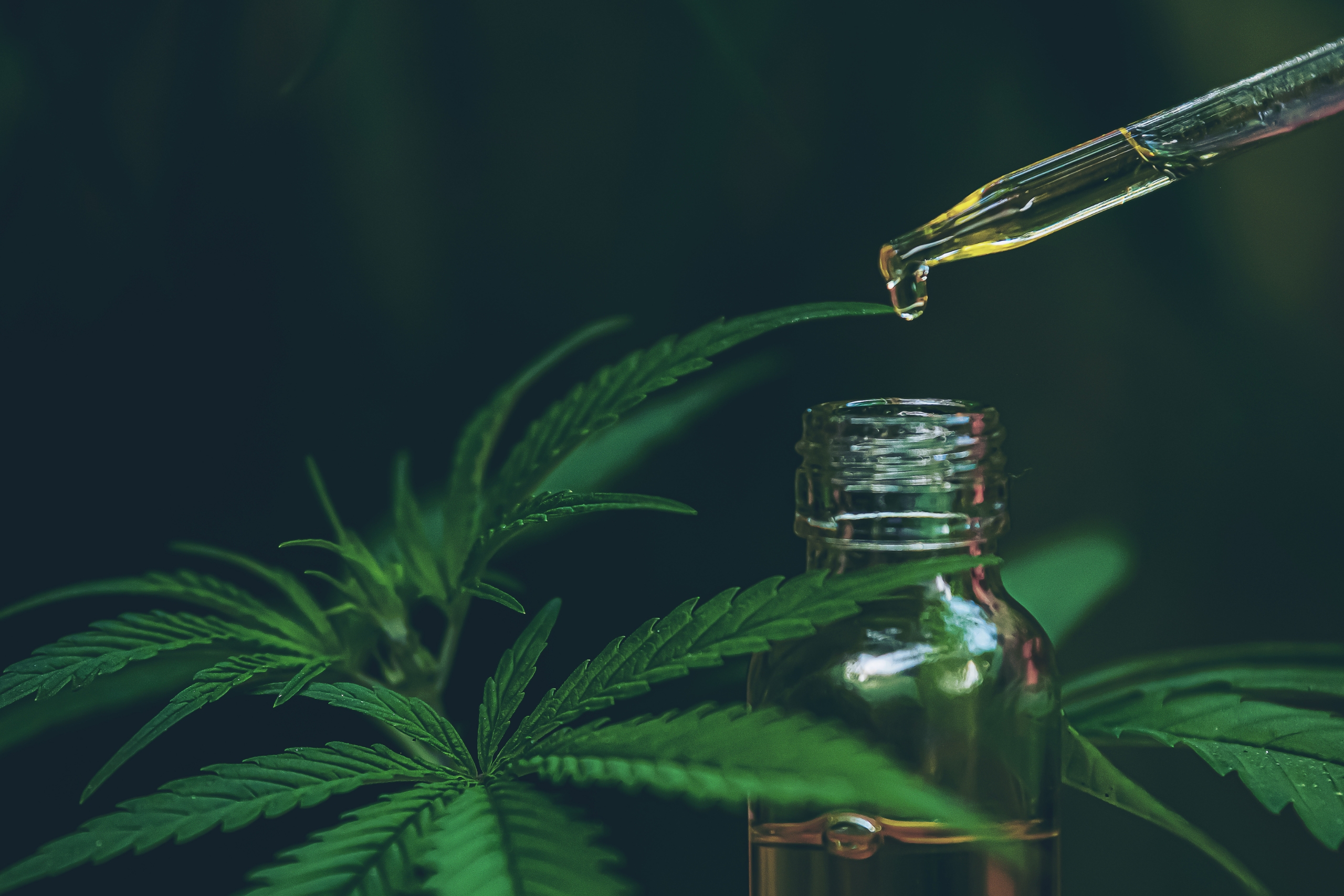 Våken Kropp, Klart Sinn: Nye Veier For CBD Olje I Norges Helsebølge